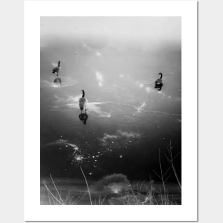 Ducks on a frozen lake Posters and Art